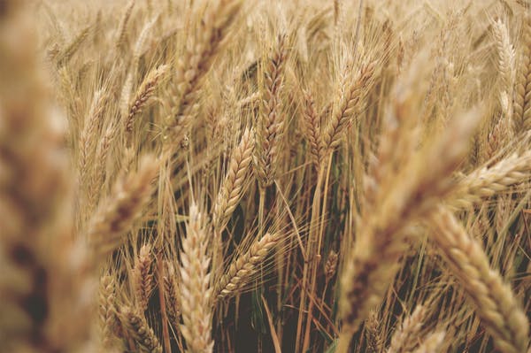 effect of heat on wheat crops