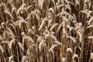 effect of heat on wheat crops