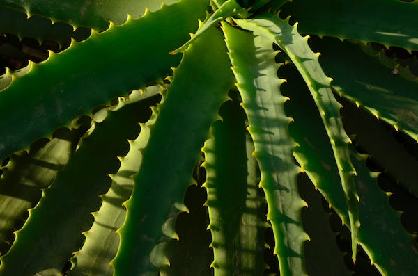 benefits and uses of aloe vera