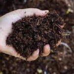 organic fertilizer vs chemical fertilizer