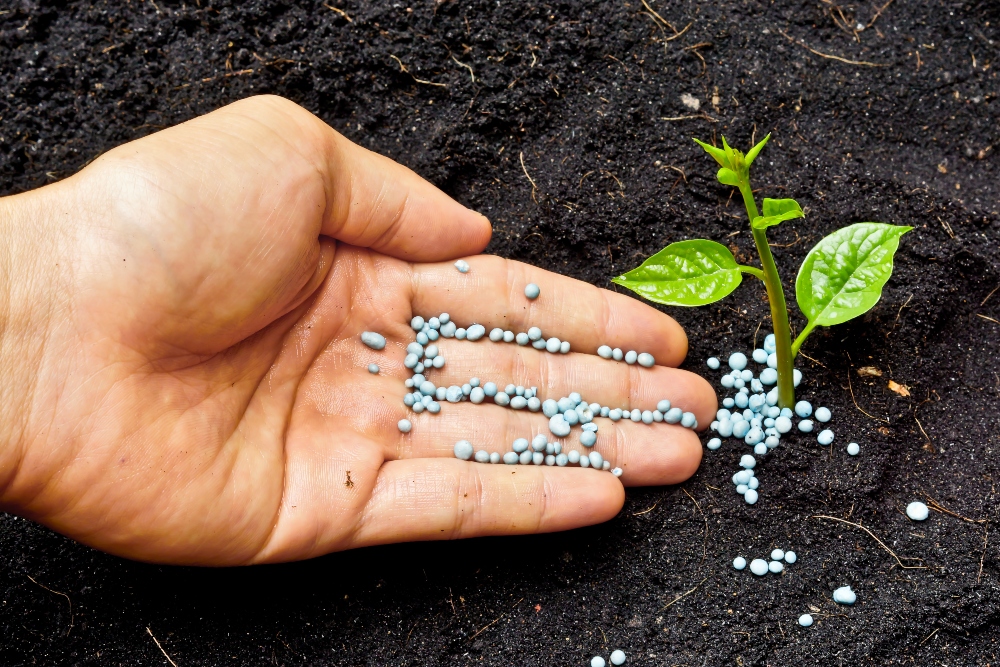 organic fertilizer vs chemical fertilizer