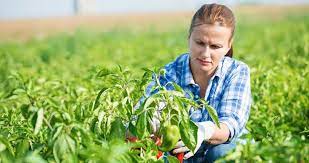 how to be successful in the agriculture